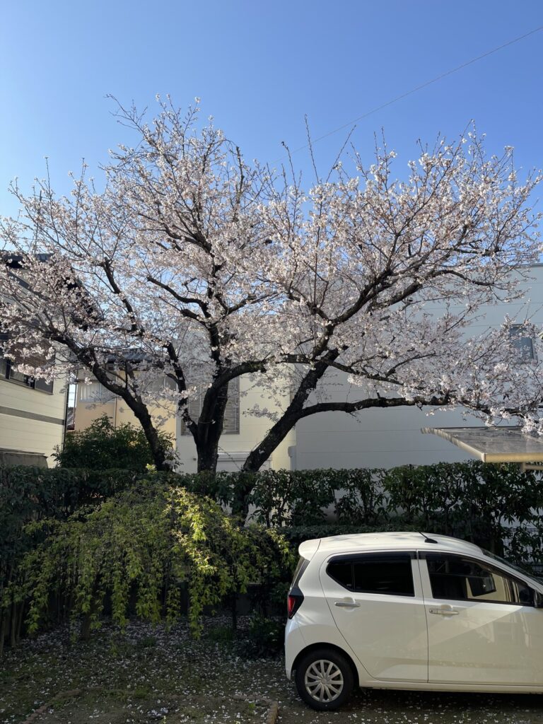 今年の別邸の桜です！