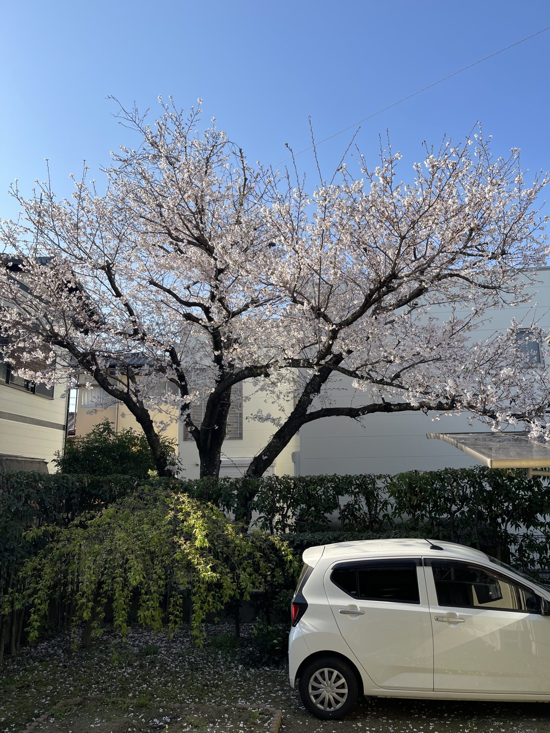 今年の別邸の桜です！
